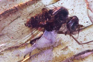 A microscopic image of an insect with wings trapped in amber. A microscopic image of an insect with wings trapped in amber.