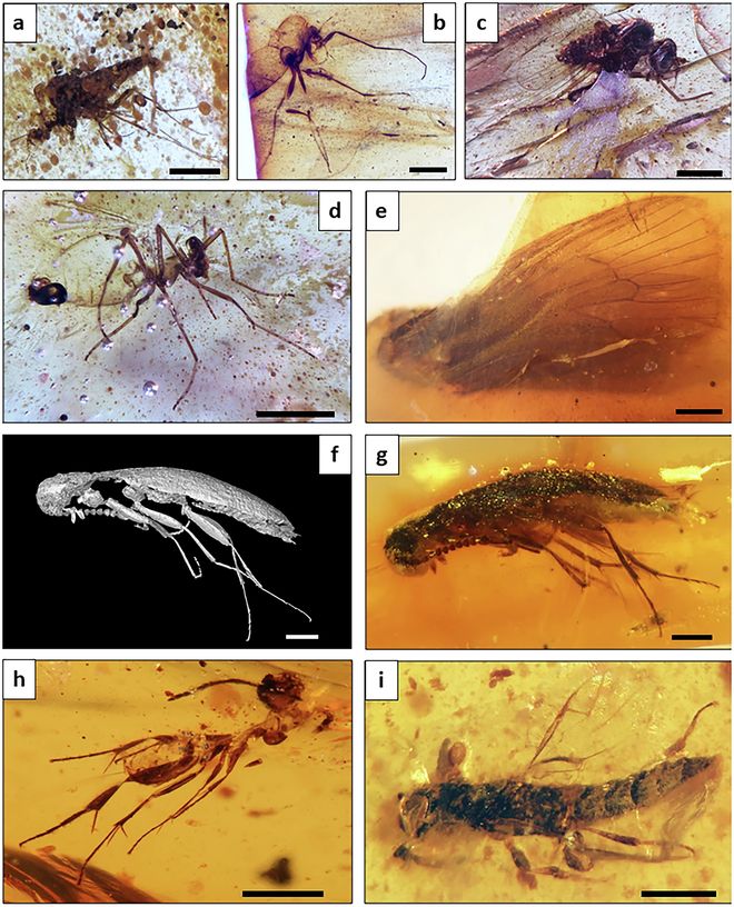 Assorted insects trapped in amber. Assorted insects trapped in amber.