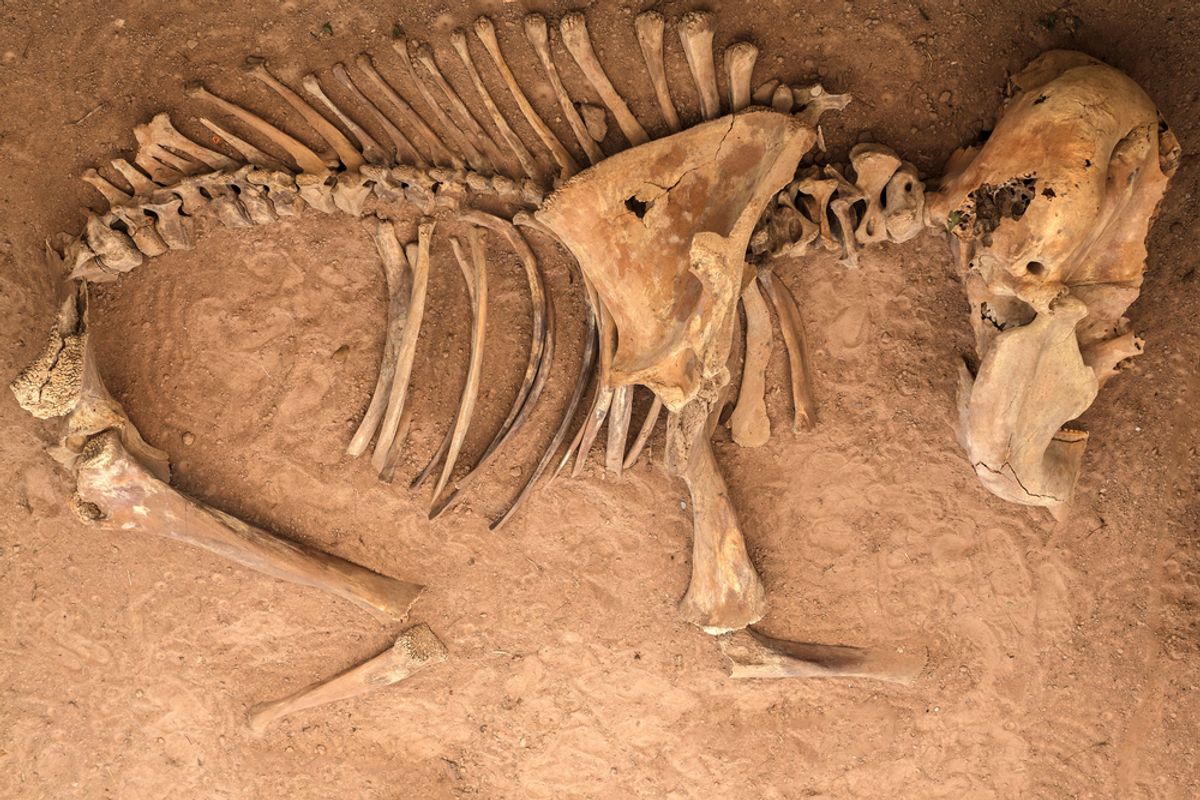 Unknown Early Hominins Ate Elephants and Then Used Their Bones to Make Tools