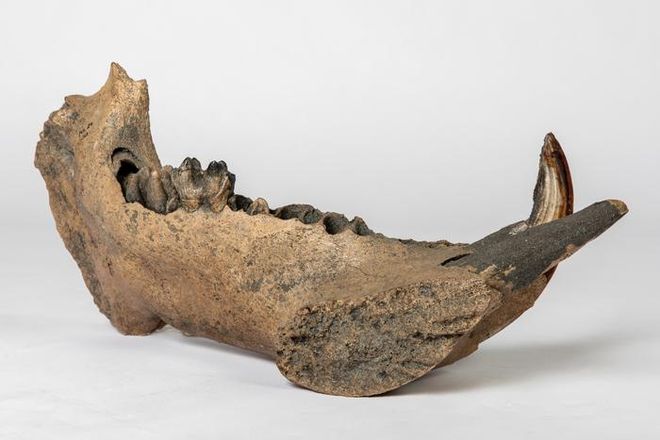 hippo mandible hippo mandible