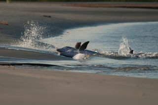 Dolphins beached