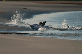 Dolphins beached Dolphins beached