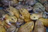 pile of frogs