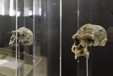 two ancient human skulls on display at a museum 