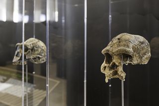 two ancient human skulls on display at a museum two ancient human skulls on display at a museum