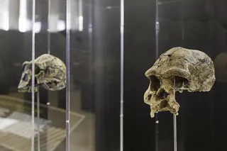 two ancient human skulls on display at a museum two ancient human skulls on display at a museum
