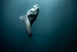 Manta ray diving in deep ocean