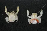 New species of porcelain crab