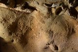 AI Helps Decode Mysterious Prehistoric Cave Markings Known as Finger Flutings