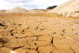 Are We Really on the Brink of a Sixth Mass Extinction?