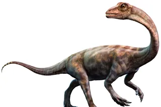 Anchisaurus dinosaur Anchisaurus dinosaur