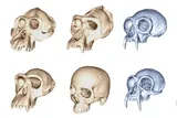 skull variations across species 