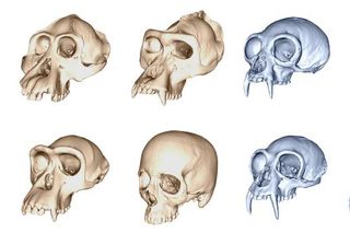skull variations across species skull variations across species