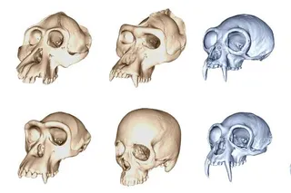 skull variations across species skull variations across species