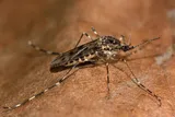 Banded mosquito (Culiseta annulata)