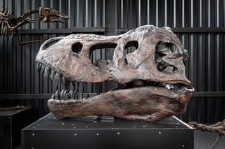 how big is the tyrannosaurs rex