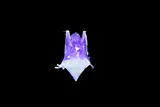 Bat glowing under UV light