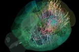 Brain-wide map showing 75,000 analysed neurons