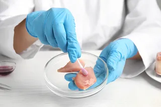 chicken in a lab dish being swabbed chicken in a lab dish being swabbed