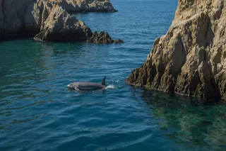 Rare ocean animal, the vaquita Rare ocean animal, the vaquita