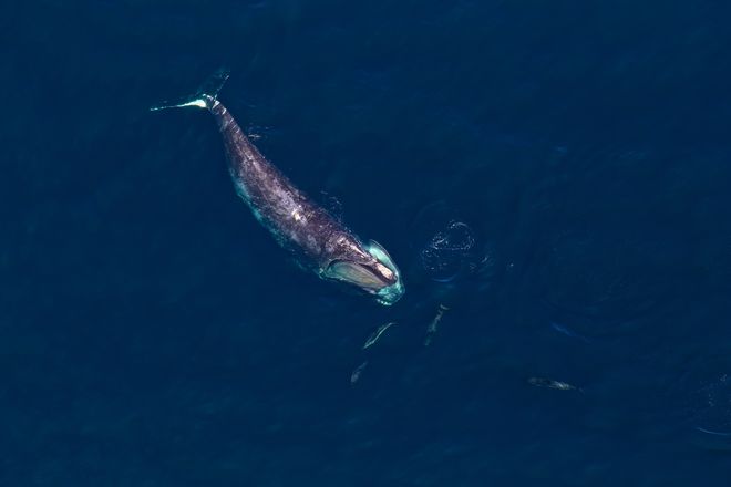 Rare ocean animal, the North Atlantic Right Whale Rare ocean animal, the North Atlantic Right Whale