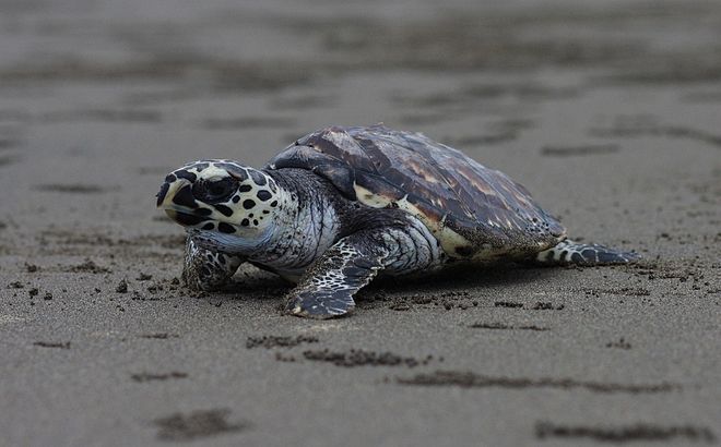 Rare ocean animal, Kemp Rare ocean animal, Kemp