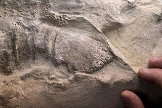 fossilized hoof with hand fossilized hoof with hand