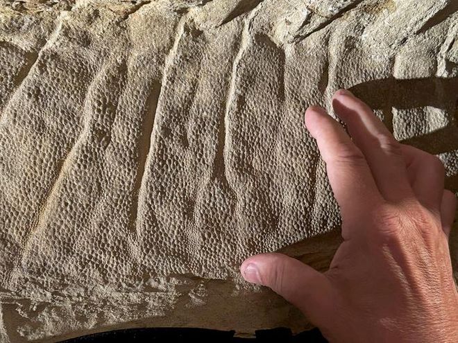 fossilized crest skin fossilized crest skin