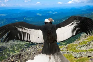 Andean Condor with wings stretched out Andean Condor with wings stretched out
