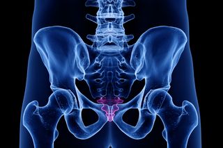 Human tailbone Human tailbone