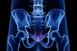 Human tailbone Human tailbone