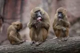 Guinea baboon eating