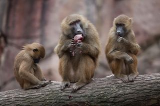 Guinea baboon eating