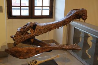 ancient crocodile skull 