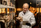 man growing mushrooms in a lab
