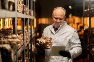 man growing mushrooms in a lab