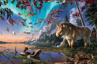 Arctic Rhino in Canada Arctic Rhino in Canada