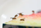 Fruit flies eating