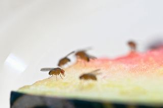 Fruit flies eating Fruit flies eating