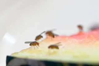 Fruit flies eating