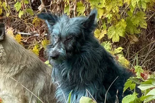 Blue colored dog found at Chernobyl Blue colored dog found at Chernobyl