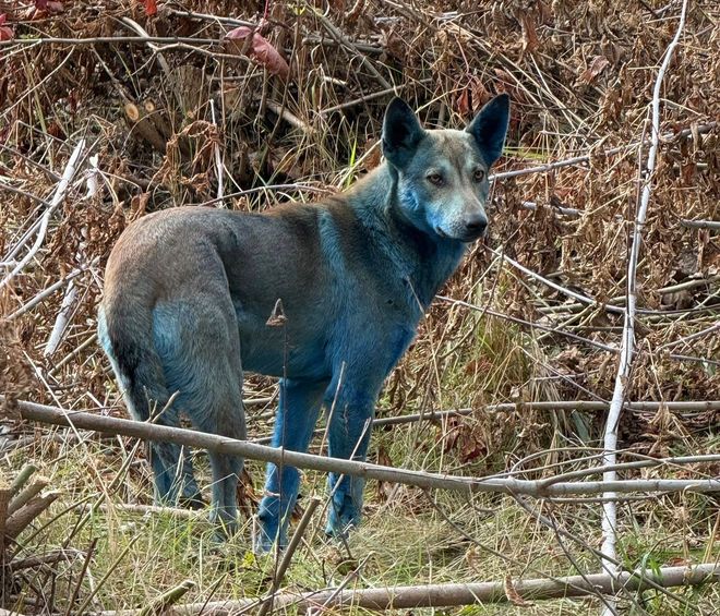 One of the blue dogs found at Chernobyl One of the blue dogs found at Chernobyl