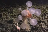 Carnivorous death ball sponge 