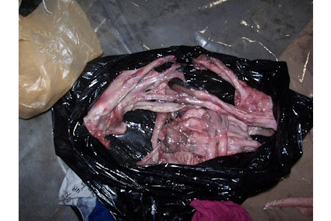 delicacy-fermented-flippers