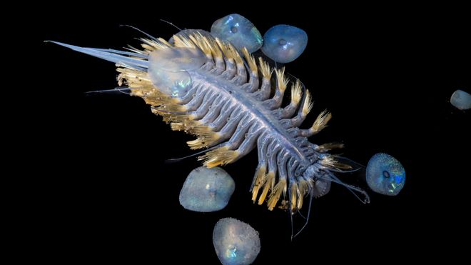 iridescent scale worm iridescent scale worm