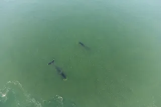two bowhead whales two bowhead whales