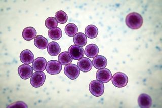 MRSA under a microscope