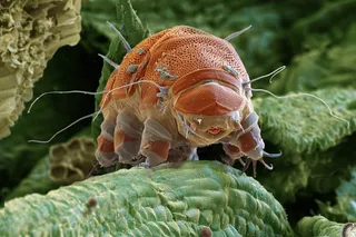 tardigrade or a water bear tardigrade or a water bear