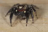 vampire spider eating a mosquito 