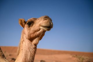 camel in the desert